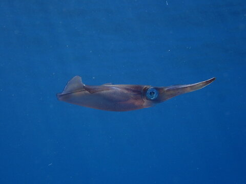 squid calamari underwater  Loligo vulgaris