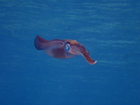 squid calamari underwater  Loligo vulgaris