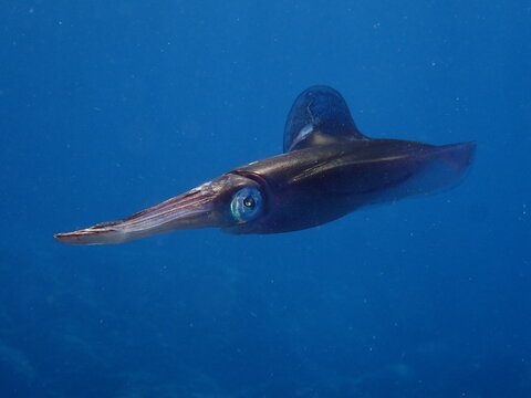 squid calamari underwater  Loligo vulgaris