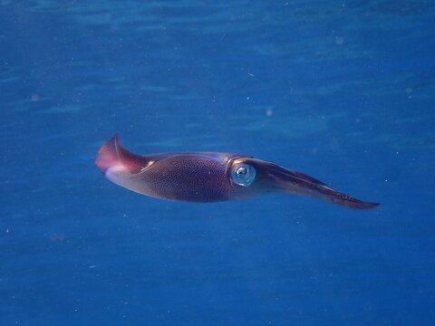 squid calamari underwater  Loligo vulgaris