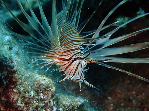 lionfish  underwater   ocean 