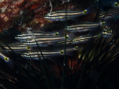 cardinal fish among the needles of sea urchin underwater