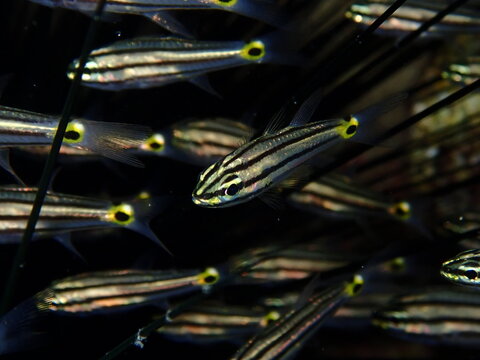 cardinal fish among the needles of sea urchin underwater