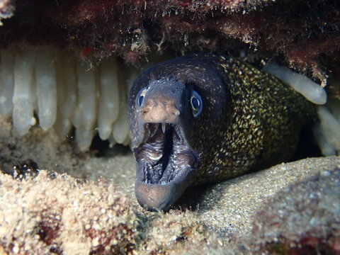 moray eel underwater with calamari eggs close up 