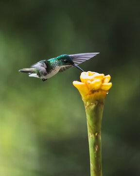 Birds of Mindo, Ecuador