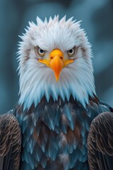 Obraz premium A close-up shot of a bald eagle's face on a bright blue background