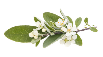 Sage with blossoms, isolated on transparent background