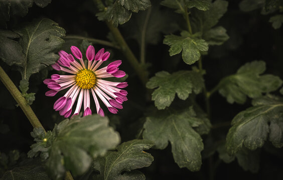 purple, white and yellow chrysanthemum peeking out from leaves