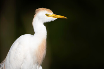 Cattle Egret