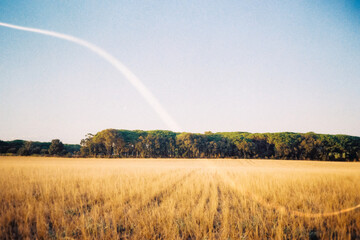 Film photo of Serene Field landscape