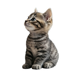 Curious kitten looking up at something interesting