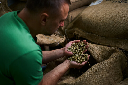 Man examines green coffee beans