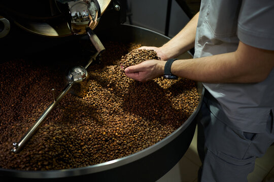 Coffee roaster examining freshly roasted beans in a roasting facility