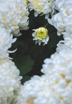 white and yellow chrysanthemum surrounded by a large grouping