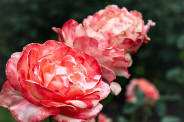 Captured at the International Rose Test Garden at Portland, OR in 2017.