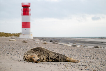 Kegelrobbe ruht nahe dem Leuchtturm auf Helgoland