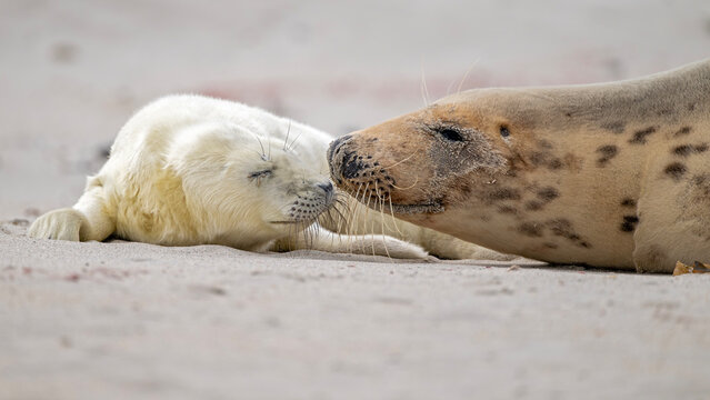 Kegelrobbenmutter schmust mit ihrm Baby am Strand von Helgoland