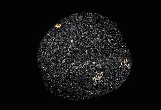 baby's breath flower (Gypsophila paniculata) seed micrograph