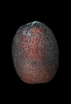 baby's breath flower (Gypsophila paniculata) seed micrograph