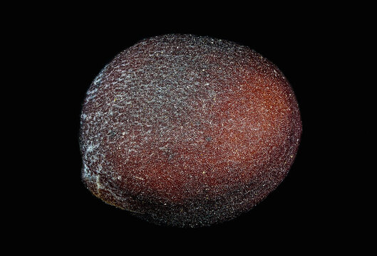 baby's breath flower (Gypsophila paniculata) seed micrograph