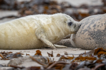 Kegelrobbenmutter stillt ihr Baby am Strand
