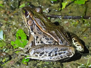 Leopard Frog Resting on Wet Ground in a Tropical Forest