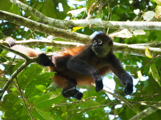 Spider Monkey Relaxing on a Tree Branch in Corcovado National Park