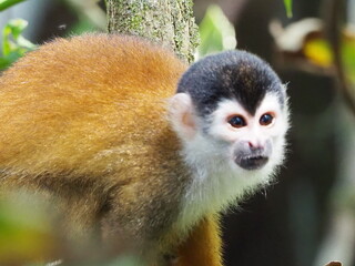 Squirrel monkey perched on a tree branch in the tropical rainforest, Costa Rica.