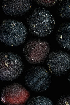 baby's breath flower (Gypsophila paniculata) seeds micrograph