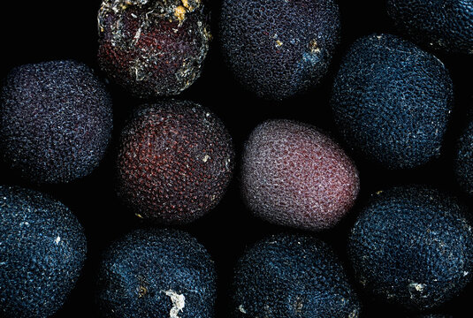 baby's breath flower (Gypsophila paniculata) seeds micrograph