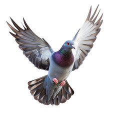 Obraz premium Majestic pigeon in mid flight over urban landscape
