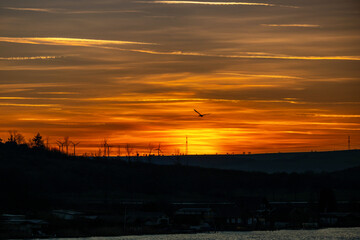 Vogel fliegt im orangen Himmel des Abendrots in die Ferne