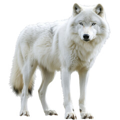 Obraz premium White wolf standing proudly in natural pose
