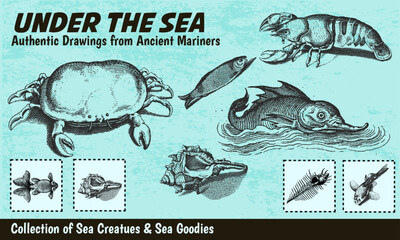 Collection of Vintage Sea Creature Illustrations