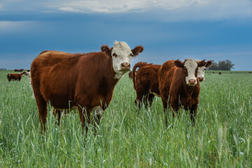 Cows in the Argentine countryside, La Pampa, Patagonia, Argentina.