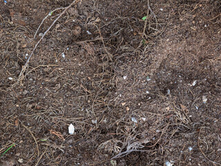 Close-up of cypress needle laden ground with twigs, floor covered with dry tree needles, soil, organic debris, earthy forest texture and muted tones, natural and rustic look, woodland ground.
