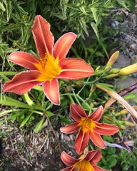 Orange and yellow Day Lily blooms closeup.