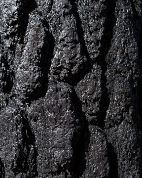 Fire damaged ponderosa pine tree