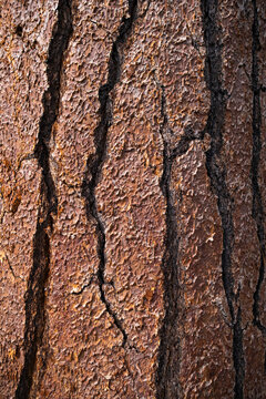 Detail of bark from old growth Jeffrey pine tree 