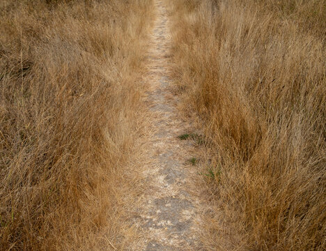 Small trail through dry meadow grasses