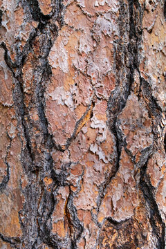 Detail of bark from old growth Jeffrey pine tree 