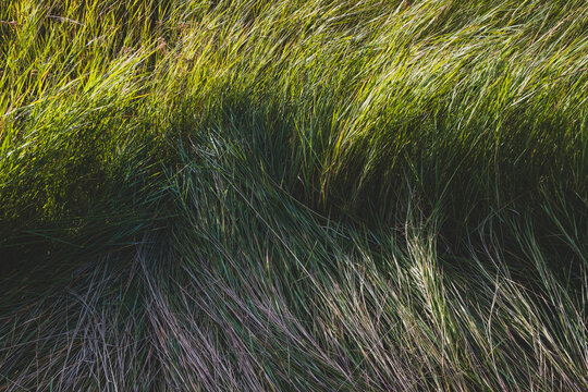 Windswept wild meadow grasses