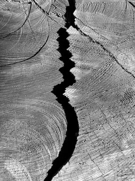 Cut marks on old growth Jeffrey pine tree
