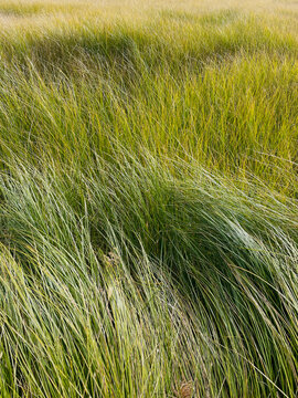 Field of windswept meadow grasses