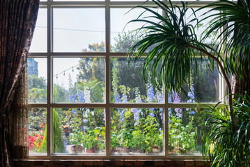 Sunlit Window View of Garden with Blooming Delphiniums and Indoo