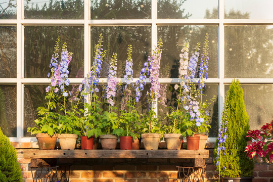 Blooming Delphiniums on Rustic Window Shelf in Evening Light Gar