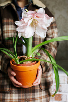 A cachepot with an amaryllis in it.
