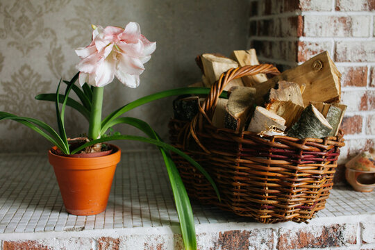 Amaryllis in a cachepot and a basket of firewood.