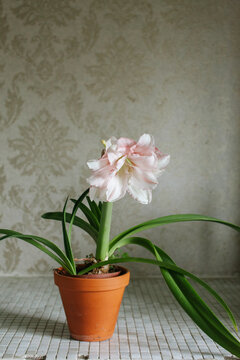 Amaryllis in a cachepot
