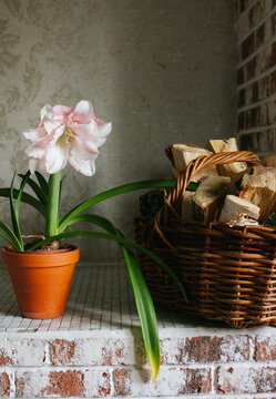Amaryllis in a cachepot and a basket of firewood.